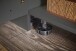 Stauraumschrank >LAUNDREEZY< in anthrazit, Holzwerkstoff - 50x162x67,5cm (BxHxT)